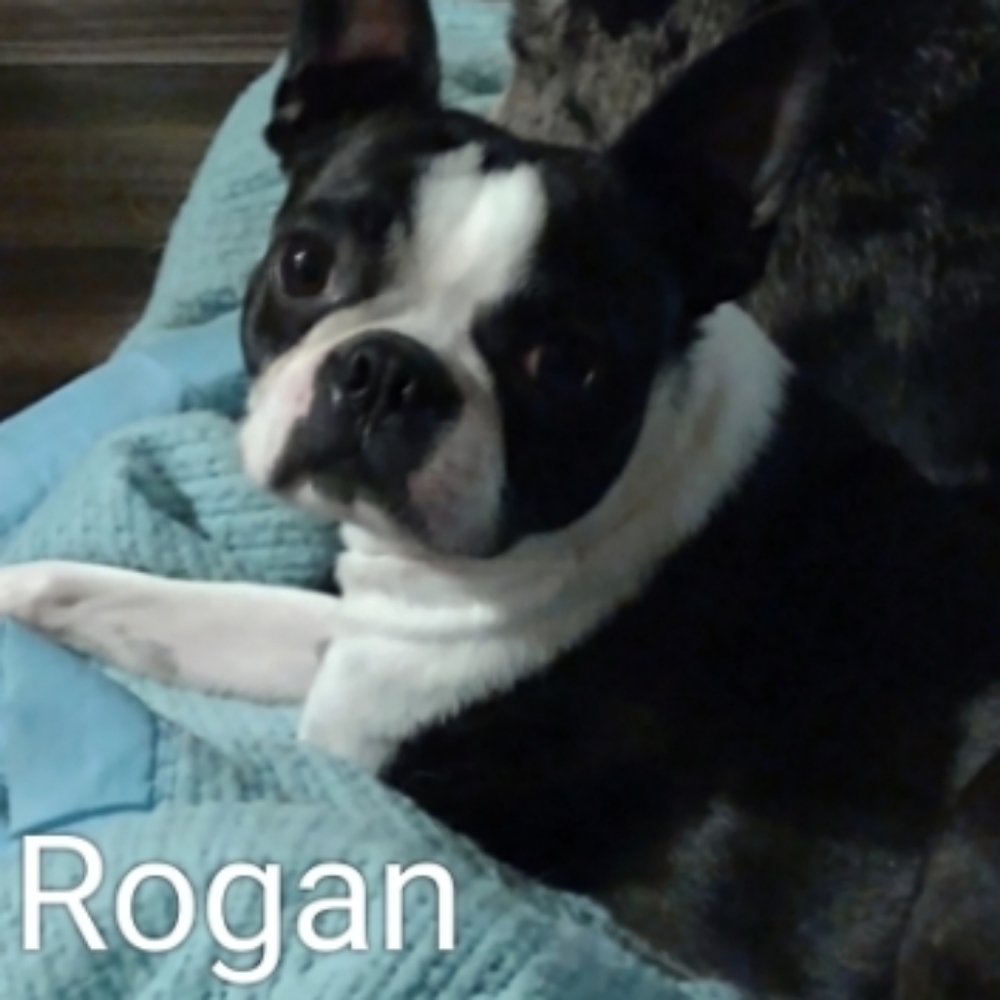 Prince Rogan Harris - Picture 2 of 7